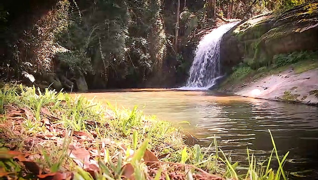 Vamos comemorar o Dia da Árvore! É dia 20 de setembro.