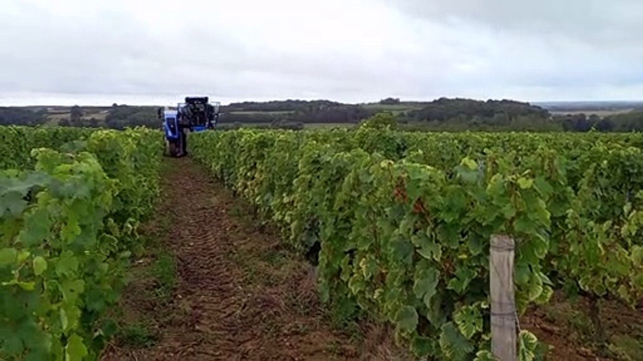 Vendanges 2022 en vallée du Loir