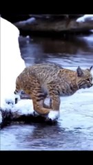 Tiger Pub Jump - Viral Animals Video Clip - Funny Animals dailymotion video