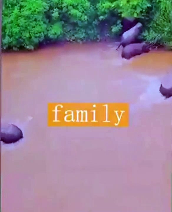 Elephants saving their baby flowing in river water, नदी के पानी में बहते अपने बच्चे को बचाते हाथी