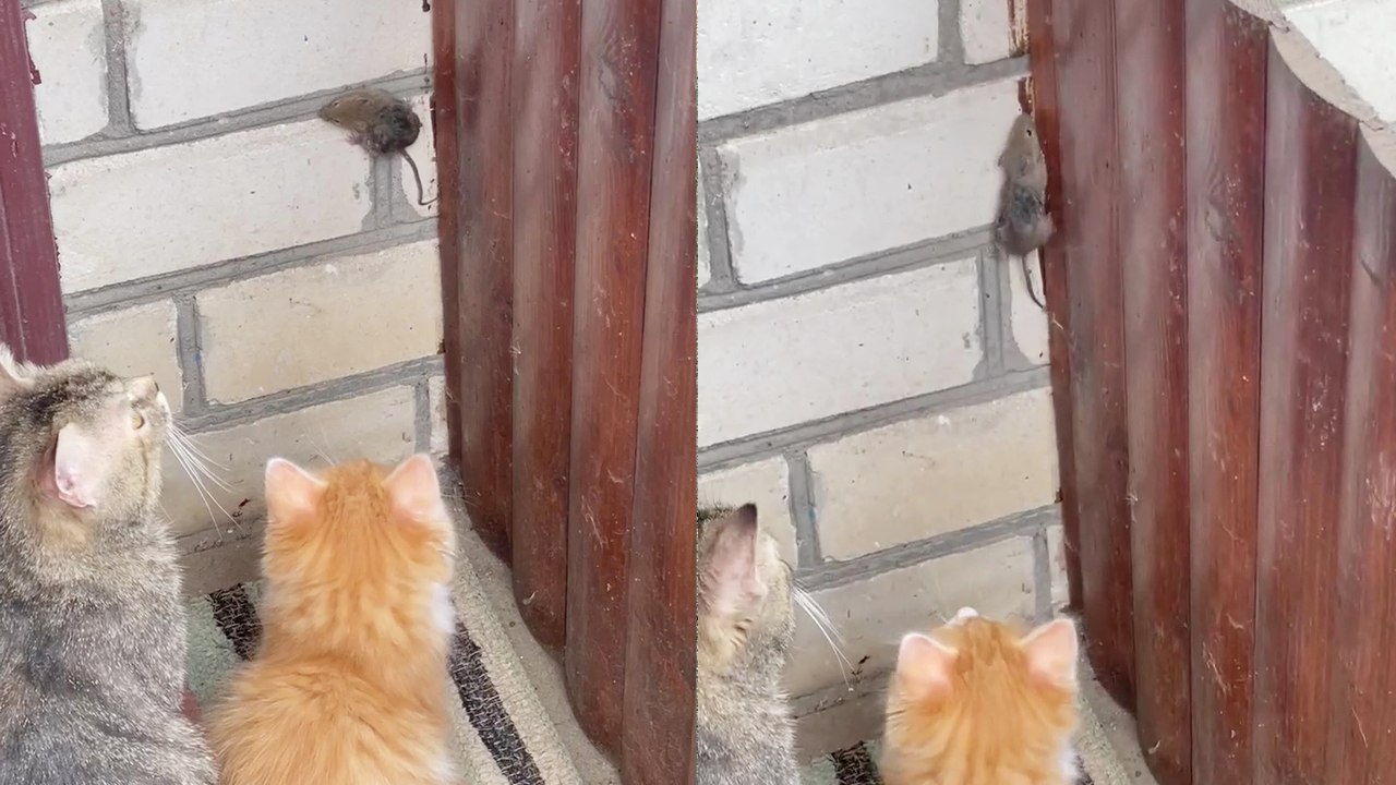 Confused cats have no idea what to do with the mouse