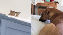 Angry cat observes laid-back dog with scary eyes