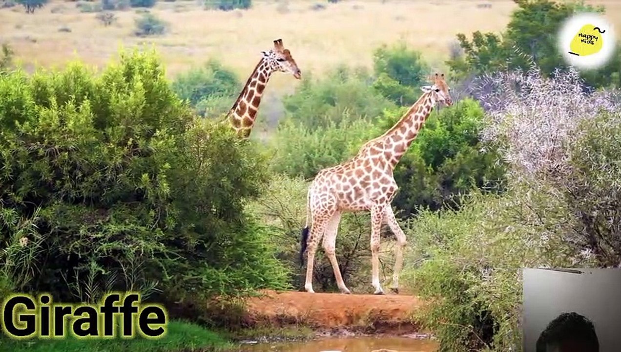 Animals sounds video