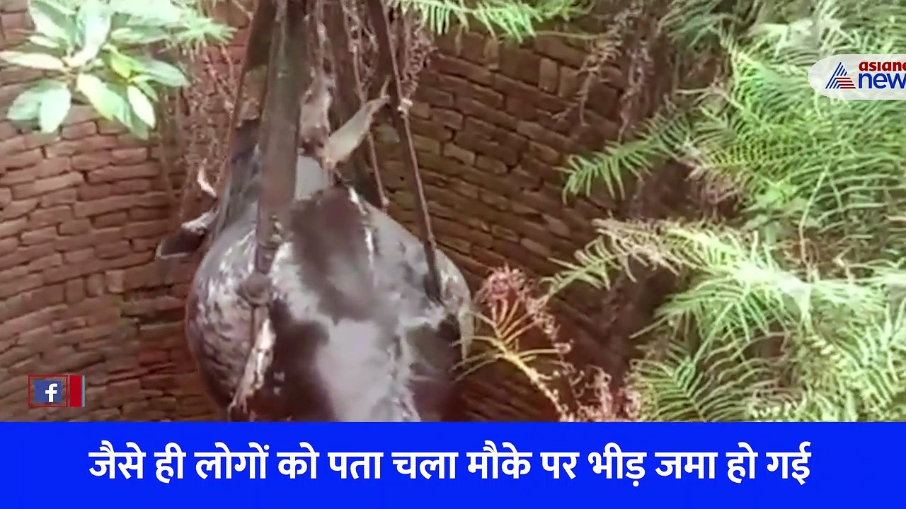झारखंड: कुएं में तड़प रही थी गाय, बेजुबान को बचाने के लिए देवदूत बने दो युवक... लगा दी जान का बाजी 