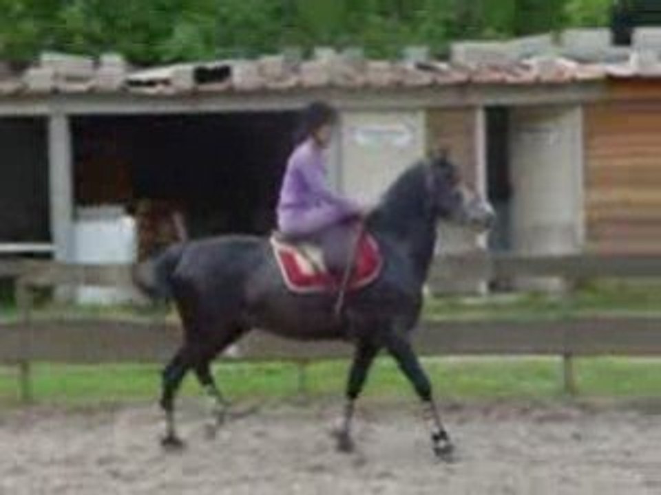 Tino cheval de greluche