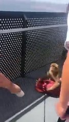 Des singes terrifient des touristes à Gibraltar