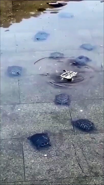 Des dizaines de tortues viennent aider une amie retournée sur le dos