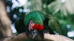 Beautiful birds Parrots