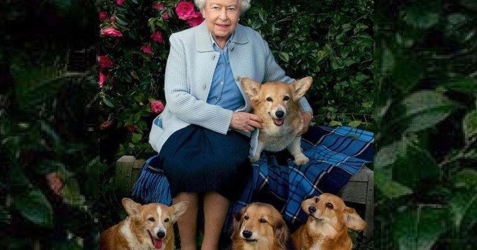 4 ans avant sa mort, Elizabeth II a décidé de ne plus adopter de corgis pour ne laisser aucun chien derrière elle