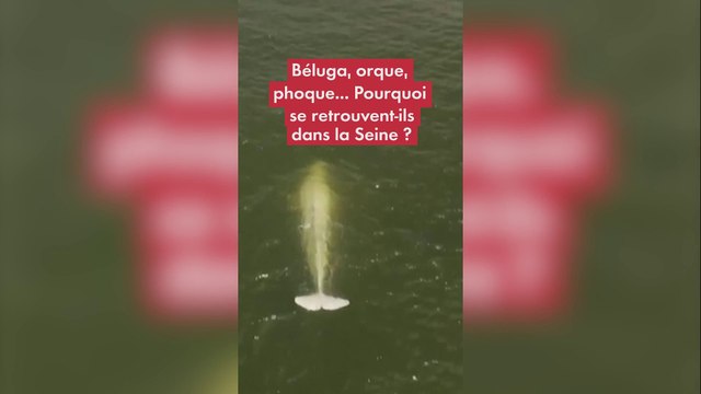 Orque, béluga, phoque… Pourquoi ces animaux se retrouvent-ils perdus dans la Seine ?