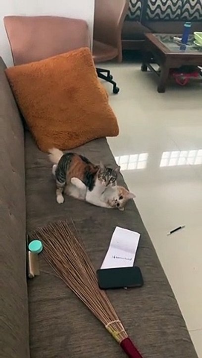 Two cats are caught during intimate