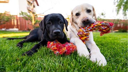 These heartbroken separated pups miraculously reunited after two different rescues put their stories together