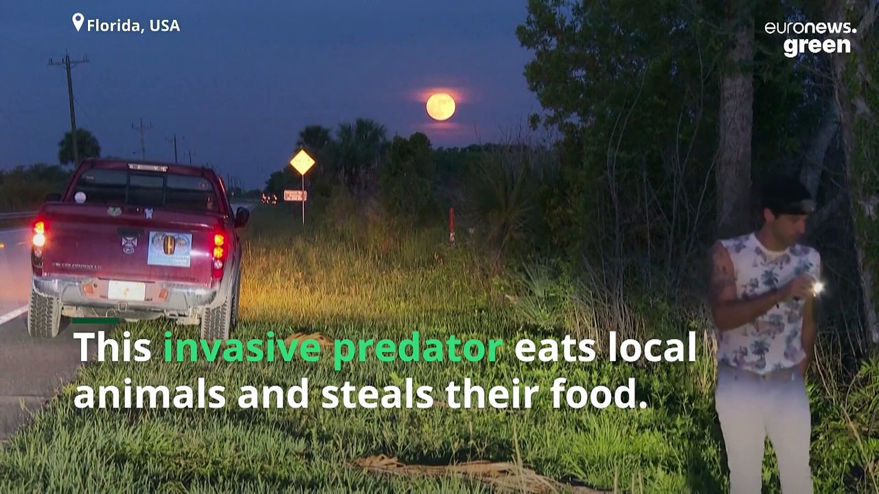 Burmese Pythons are destroying Florida’s ecosystem. These snake-hunting veterans are fighting back.