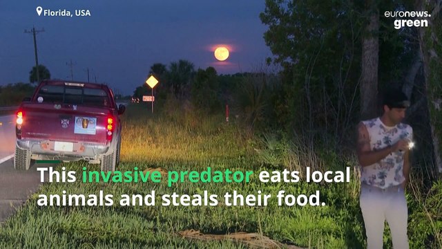 Burmese Pythons are destroying Florida’s ecosystem. These snake-hunting veterans are fighting back.