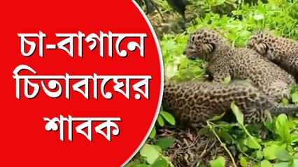 চা-বাগানে চিতাবাঘের শাবক