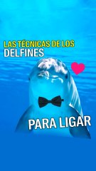 LAS TÉCNICAS DE LOS DELFINES PARA LIGAR
