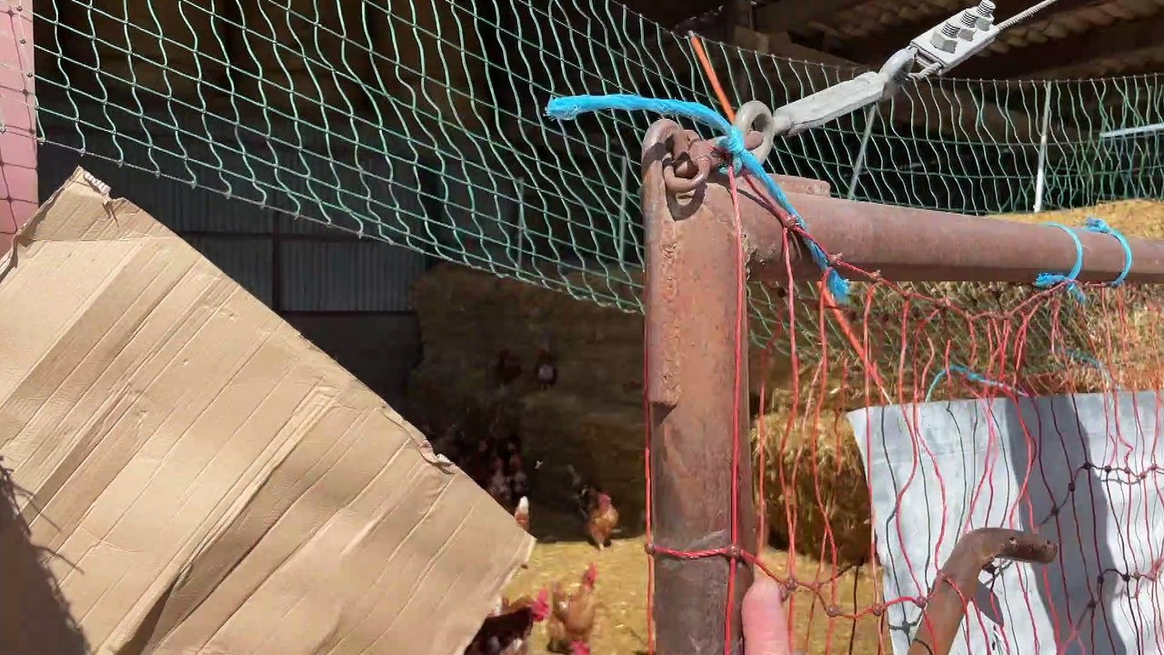 Venez acheter vos poules de réforme