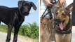 Perpignan : des policiers escortent des chiens donneurs de sang en urgence pour sauver une chienne blessée