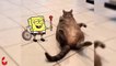 You LAUGH, You LOSE !! Spongebob troll Funny Stupid Dog  Spongebob in Real Life ! Funniest Cats