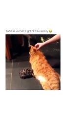 Tortoise Vs Cat - The Great war