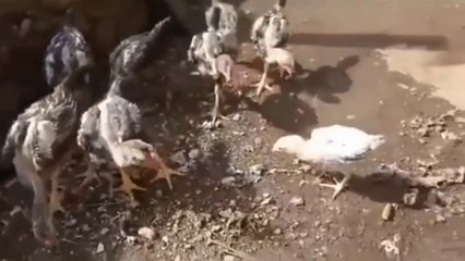 the important thing is guts