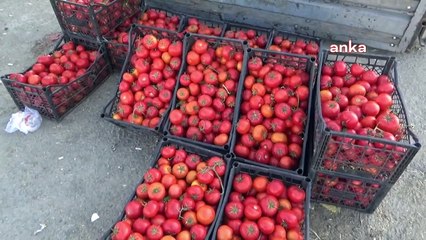 Üreticiler isyan etti: Patates kaynatıp yiyeceğiz