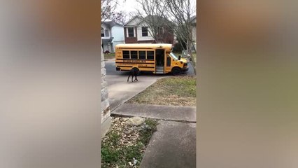 Dogs Love Taking School Bus to Daycare | Happily TV