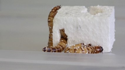 “Súper gusasnos” y otros animales que reciclan en su día a día