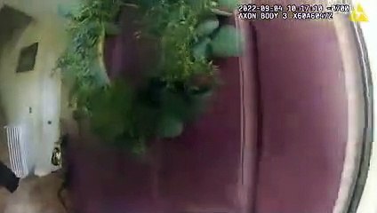 Urso ataca casa americana