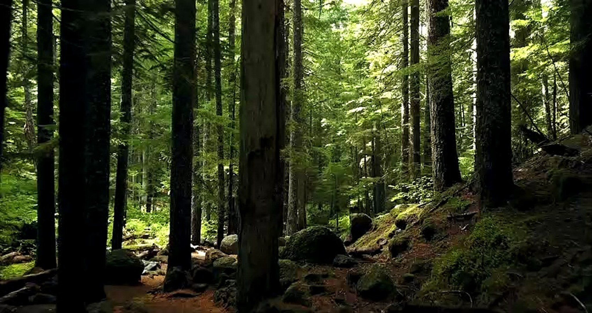 Forest video