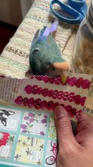 Inséparable fait une jolie queue de papier - Buzz Buddy