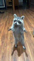 Le raton laveur reçoit un cookie - Buzz Buddy