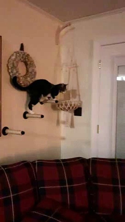 Le chat ne peut pas tout à fait monter dans son lit - Buzz Buddy