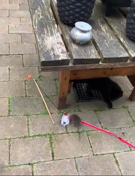 Tom et Jerry dans la vraie vie avec des chatons - Buzz Buddy