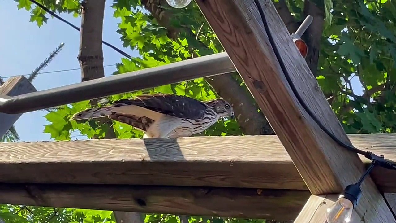 Un oiseau de proie dans sa cour