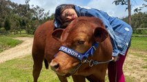 Hijo de Juana Valentina enternece con su ataque de risa al ver una vaca