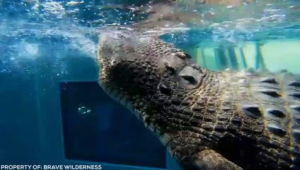 World's Scariest Swimming Pools…