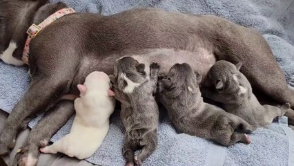 French Bulldog Puppies Eating milk...#viralshorts#frenchbulldogs