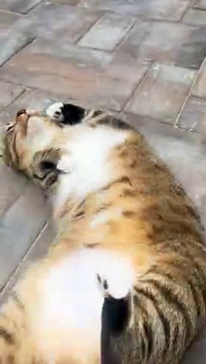 Roly Poly Cat
