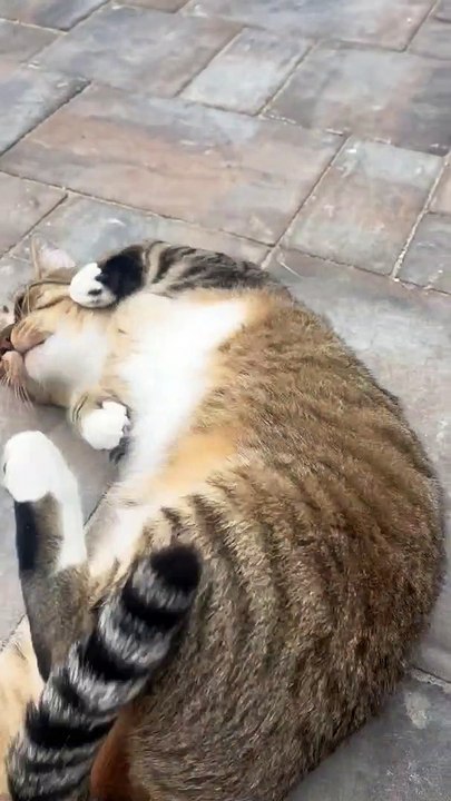 Roly Poly Cat