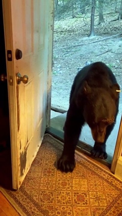 Polite Bear Closes The Door