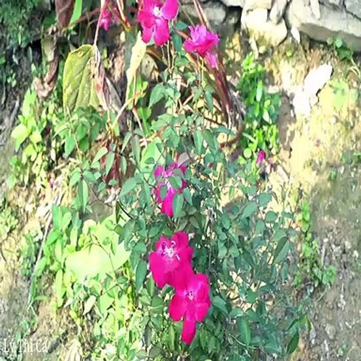 Building a Cabin House for Pigs - Prepare the barn for Mating and Reproduction