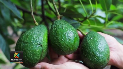 tn7-Aguacate hass mantiene precio "alto" para el consumidor-090922