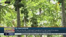 Promueven en El Salvador agricultura orgánica