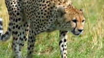 Lion Eats Baby Ostrich After Mother Ostrich Has Been Hunted By Three Cheetah   Very Touching Story