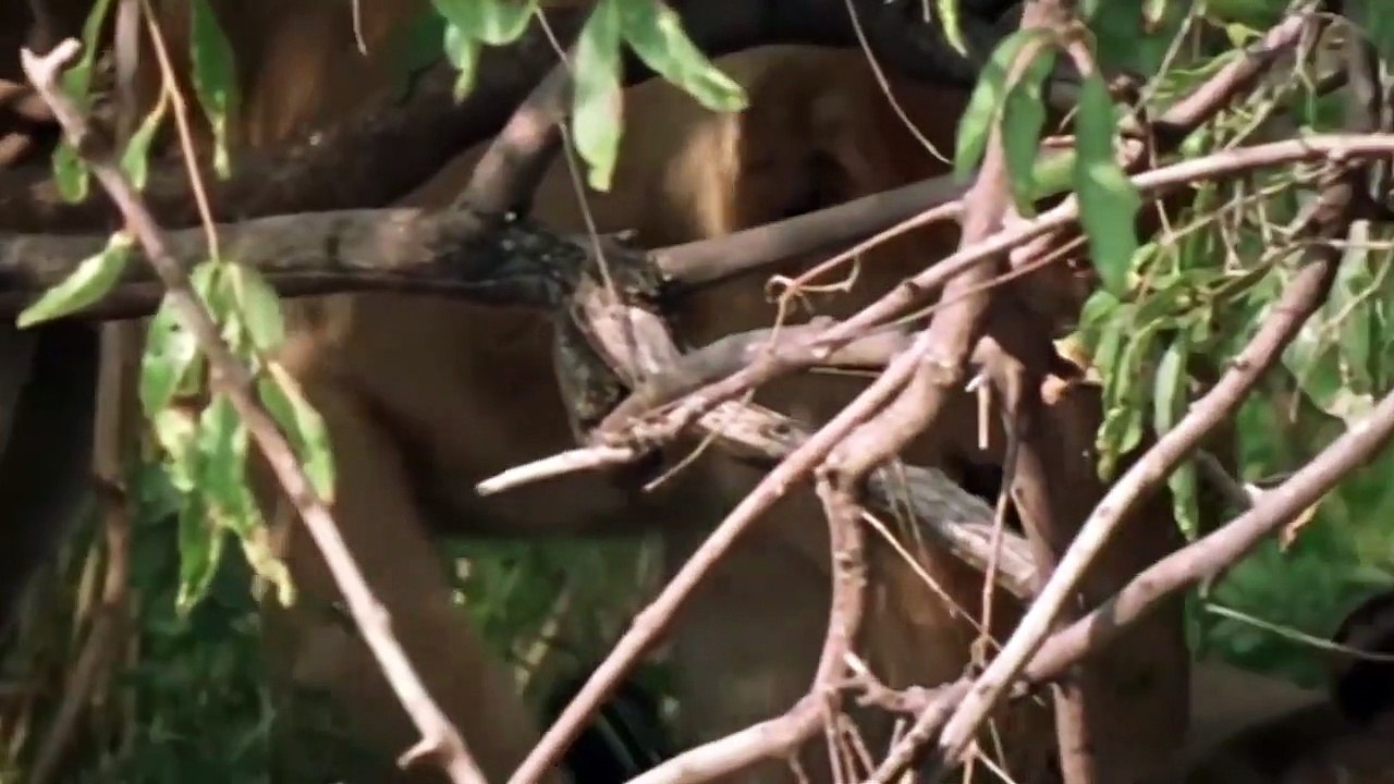 Leopard Of The God! Leopard Rescue and Take Care Baby Monkey From Lion Hunting, Prey Escapes Predato