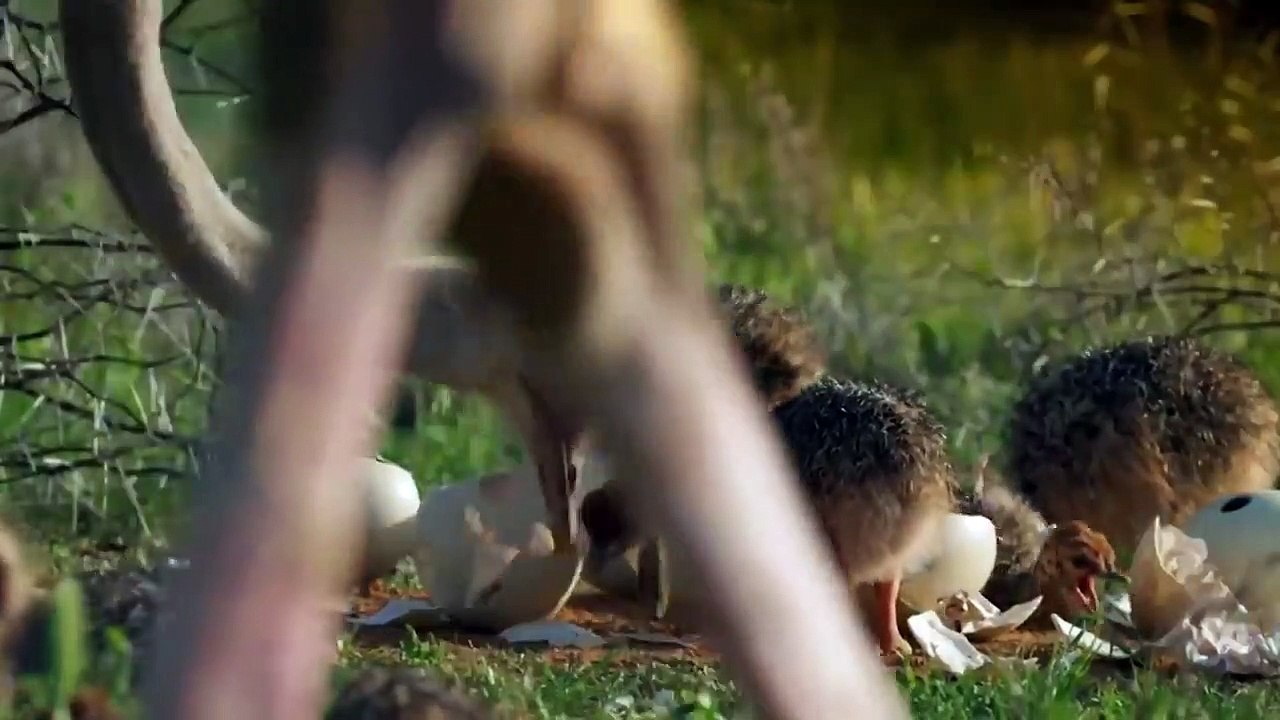 Interesting Ostrich Protect Eggs & Baby From Monkey, Hyena, Human Stealing - Prey Escapes Predato