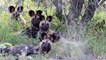 Big Battle of Hyenas, Wild Dogs   Mother Buffalo Protect Her Calf From Wild Dogs, Hyenas Hunting