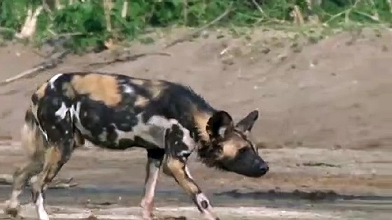 Wild Dogs Big Mistake Provoked Kudu, Elephant Became Hero After Save Kudu From Wild Dogs Hunting