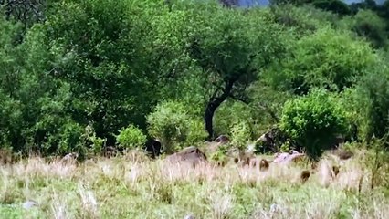 Battle Of Jaws   Lions vs Crocodile   Mother Baboon Save Her Baby Fail From Crocodile Hunting
